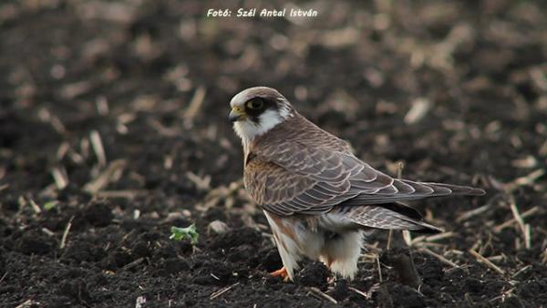 Fotó: Szél Antal Tamás