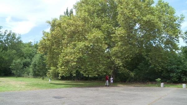 Gerlai nagy platán (fotó: behir.hu)