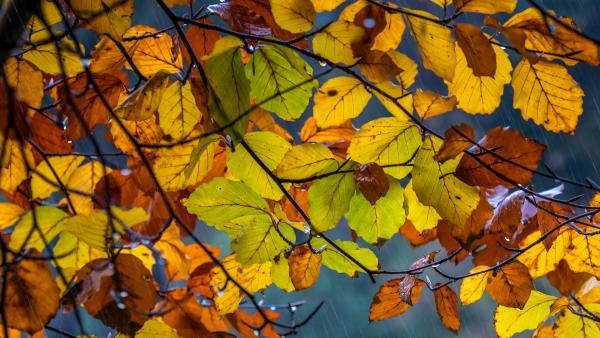 Illusztráció: pixabay.com