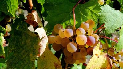 Illusztráció: pixabay.com