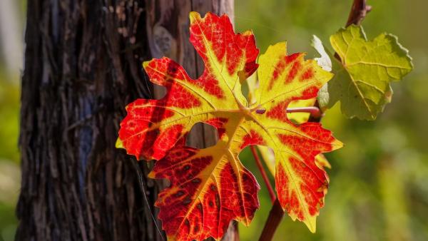 Illusztráció: pixabay.com