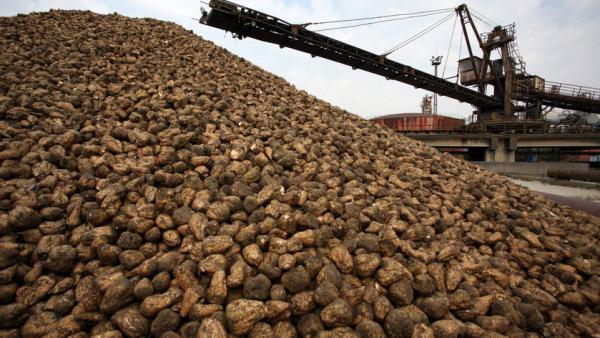 Cukorrépa. Fotó: MTI