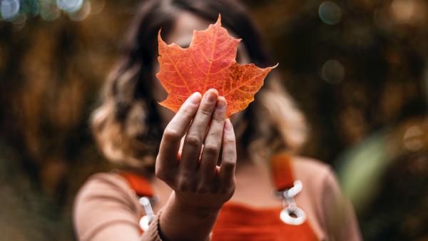 Őszi falevél. Illusztráció. Fotó: pexels.com