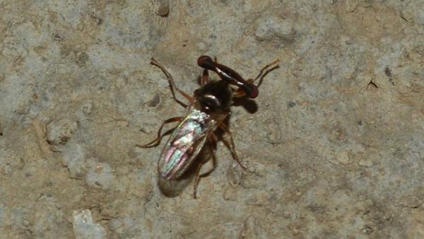 Nyelesszemű légy. Fotó: kmnp.hu