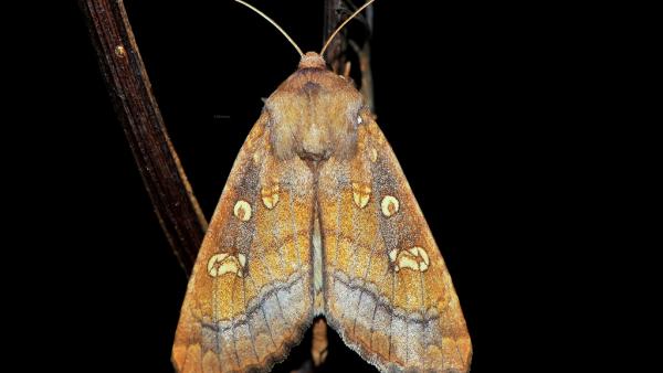 Illusztráció: tiszatoelovilaga.hu