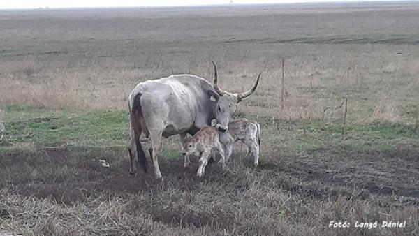 Fotó: Langó Dániel
