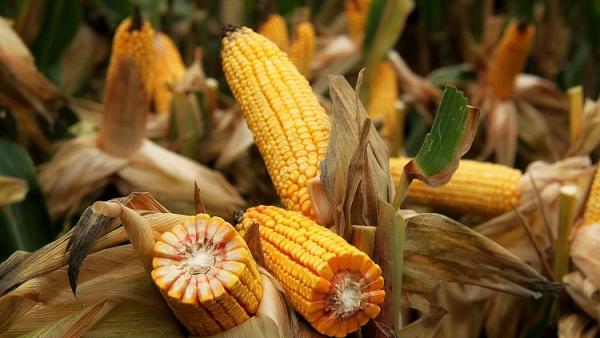 Fotó: agraragazat.hu