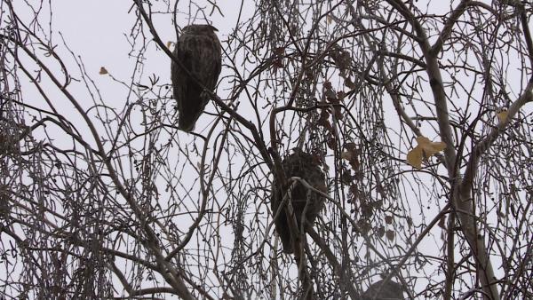 Erdei fülesbaglyok bújnak meg a Tessedik Sámuel Múzeum mellett Szarvason Fotó: Máthé Csongor