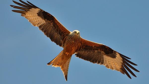 Vörös kánya (Milvus milvus) Fotó forrás: wikipedia.org / Noel Reynolds