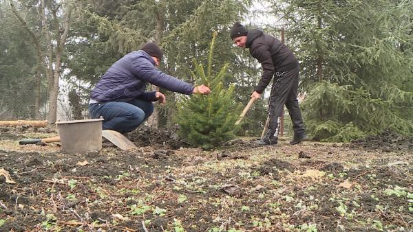 Püspöki Zsolt és Alt Norbert ültetik a fenyőket – (Fotó: behir.hu)