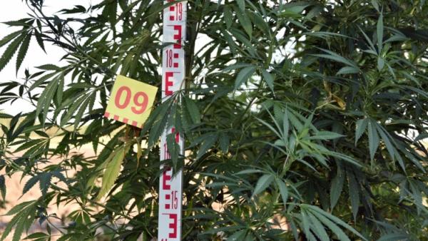 Kendert találtak a rendőrök egy gyulai férfinál 2019 augusztusában. Forrás: police.hu