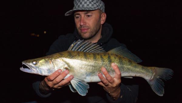 Süllő (fotó: pixabay.com)