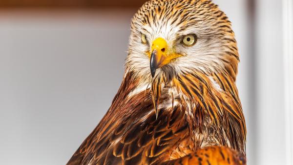 Vörös kánya (illusztráció: pixabay.com)