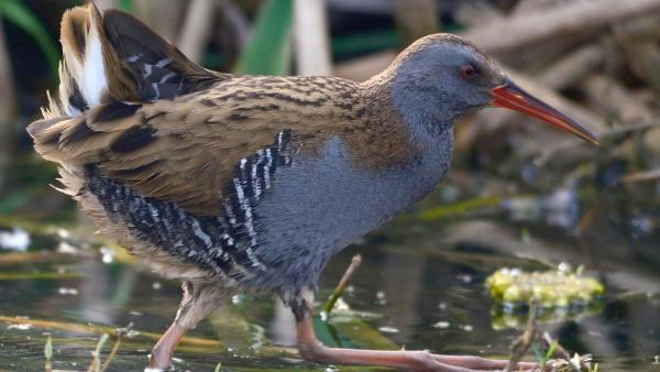 Illusztráció: wikipédia