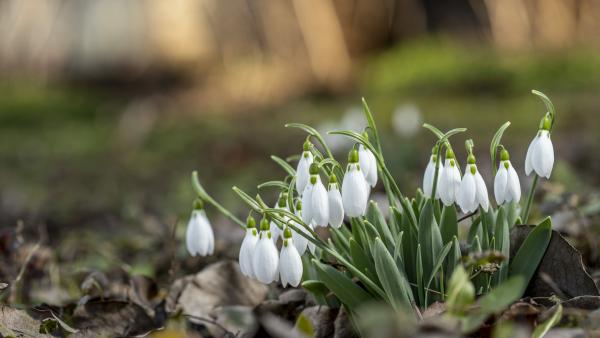 Virágzó hóvirág Gádoroson (MTI/Rosta Tibor)