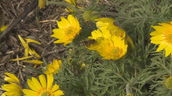 volgamenti hérics Fotó: Fazekas Róbert