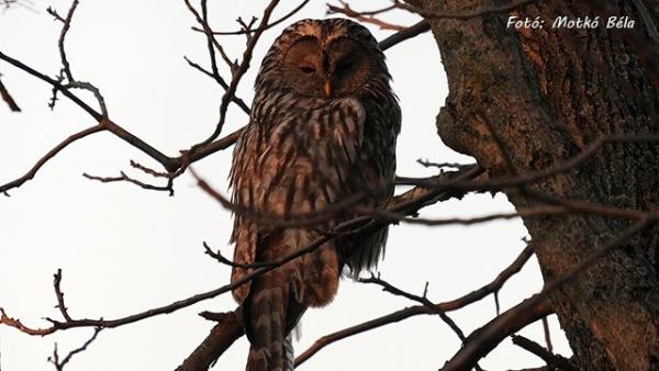 Uráli bagoly Biharugrán (fotó: Motkó Béla / kmnp.nemzetipark.gov.hu)
