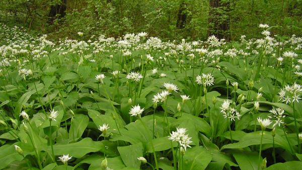 Medvehagyma. Forrás: Wikipédia