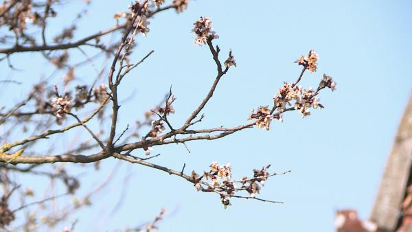 Kiskert Kondoroson. Fotó: 7.TV