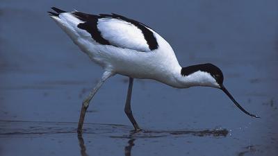 gulipán Fotó forrás: kmnp.nemzetipark.gov.hu / Szőke Péter