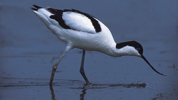 gulipán Fotó forrás: kmnp.nemzetipark.gov.hu / Szőke Péter