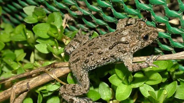Illusztráció Fotó forrás: kmnp.nemzetipark.gov.hu / Szalai Mónika