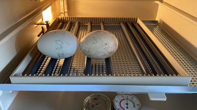 Két idei fakókeselyű tojás a keltetőben Fotó: kmnp.nemzetipark.gov.hu / Czifrák Gábor