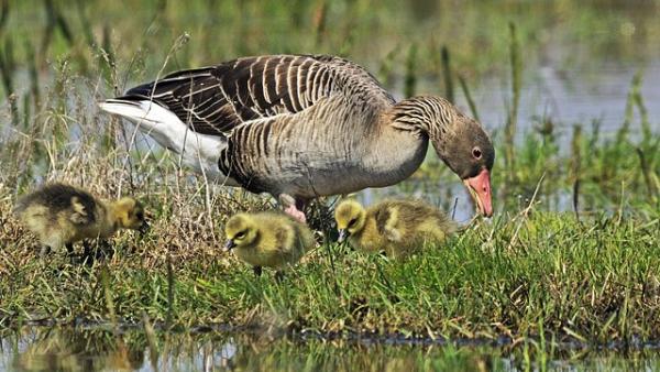nyári ludak Fotó forrás: kmnp.nemzetipark.gov.hu / Marik Pál