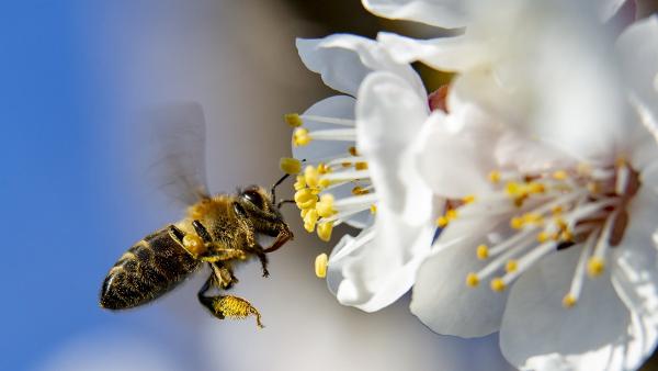 Virágport gyűjtő méh egy virágzó körtefán a tavaszi melegben (Illusztráció - MTI Fotó)