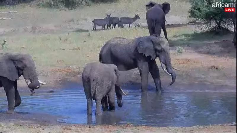 Elefántok egy afrikai itatónál Fotó forrás: africam.com
