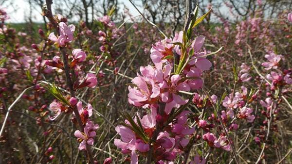 Fotó forrás: kmnp.nemzetipark.gov.hu / Rómerné Bota Viktória