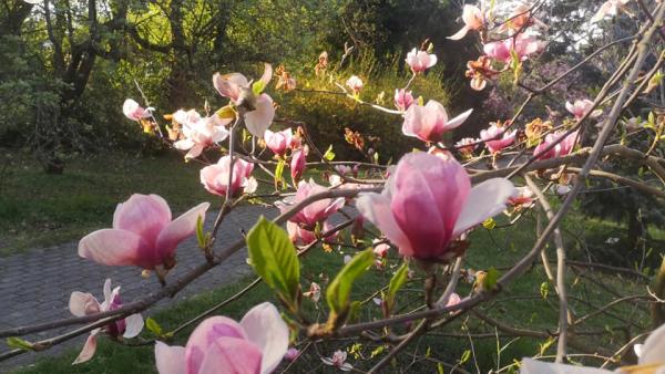 Virágba borult a Szarvasi Arborétum magnólia fája. Forrás: Facebook/Szarvasi Arborétum