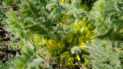 Száratlan csüdfű Fotó forrás: kmnp.nemzetipark.gov.hu / Sallainé Kapocsi Judit