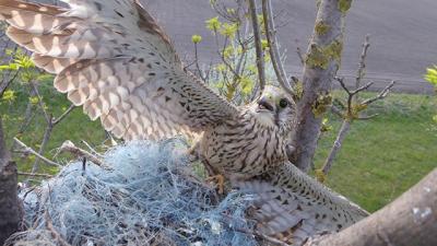 Vörös vércse műanyag zsinórba gabalyodva Fotó forrás: kmnp.nemzetipark.gov.hu / Őze Péter