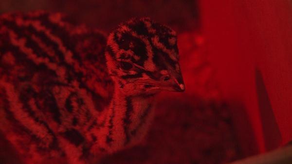 Kikeltek az idei első túzok csibék Fotó: Kugyelka Attila