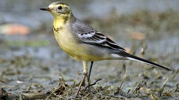 Citrombillegető tojó illusztráció Fotó forrás: wikipedia.org