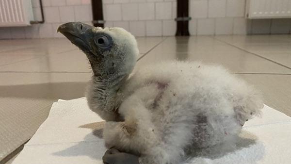 Fakó keselyű fióka Fotó forrás: kmnp.nemzetipark.gov.hu / Czifrák Gábor