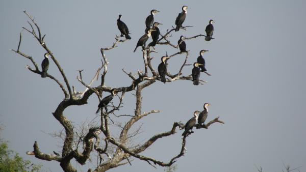 Nagy kárókatonák Illusztráció Fotó forrása: pixabay.com