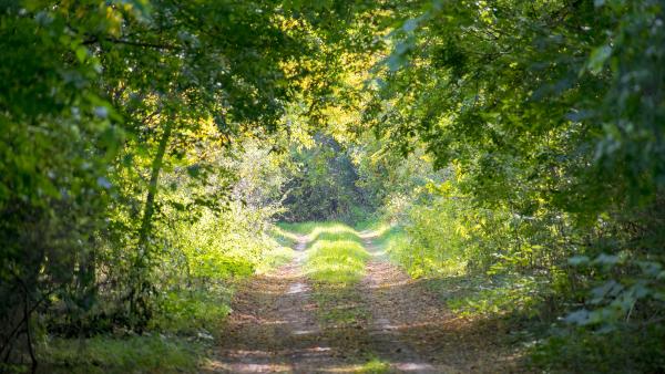 Forrás: Országos Magyar Vadászati Védegylet