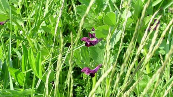 Fotó: Körös-Maros Nemzeti Park