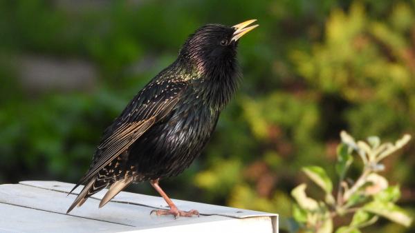 Seregély Illusztráció Fotó forrás: pixabay.com