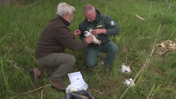 Gyűrűt kaptak a Körös-Maros Nemzeti Park dévaványai tájegységén kikelt kerecsensólyom fiókák Fotó: Kugyelka Attlia