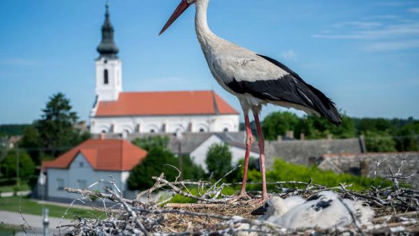 Illusztráció Forrás: MTI