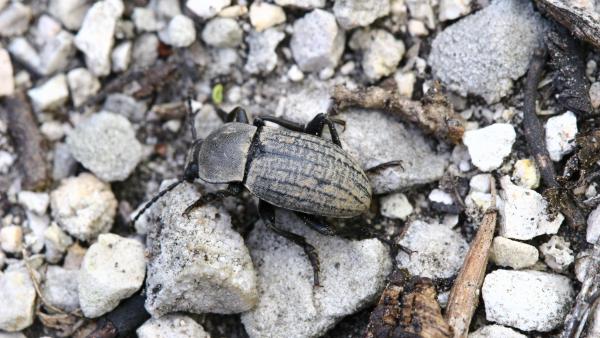 Fotó: termeszetvedelmikezeles.hu