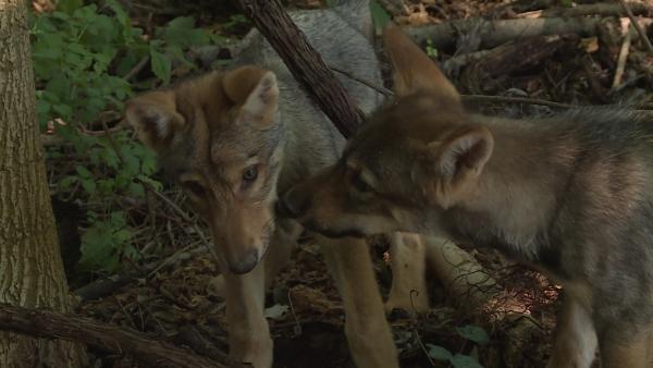 Ajsa és Kurszán már teljesen otthon érzi magát Szarvason az állatparkban Fotó: Kugyelka Attila