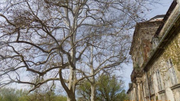 A geszti platánok (Forrás: evfaja.okotars.hu)