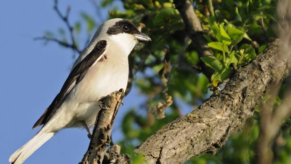 Kis őrgébics Fotó forrás: kmnp.nemzetipark.gov.hu / Marik Pál