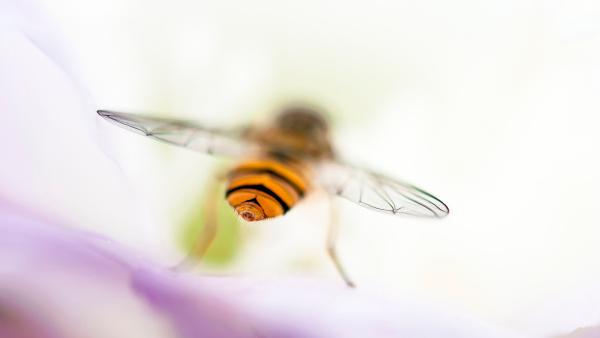 Barabás Ferenc - Zengőlégy
