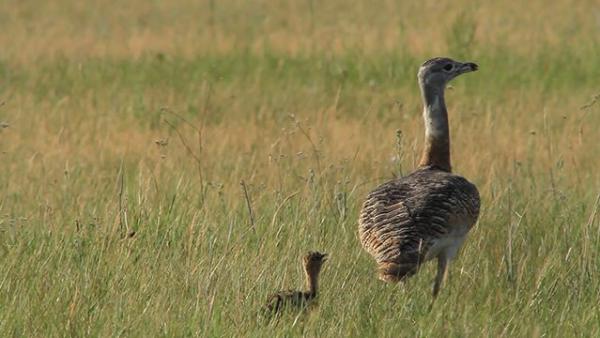 Fotó: kmnp.nemzetipark.gov.hu / Szél Antal István