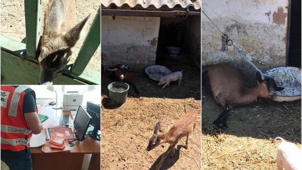 Őzgidákat és vaddisznó malacot mentettek a NAV-osok. Forrás: NAV